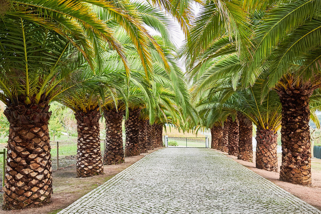 Quinta do Rol
