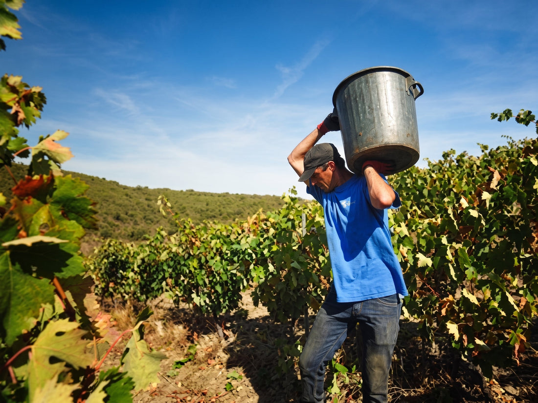 Família Aguiar Wines
