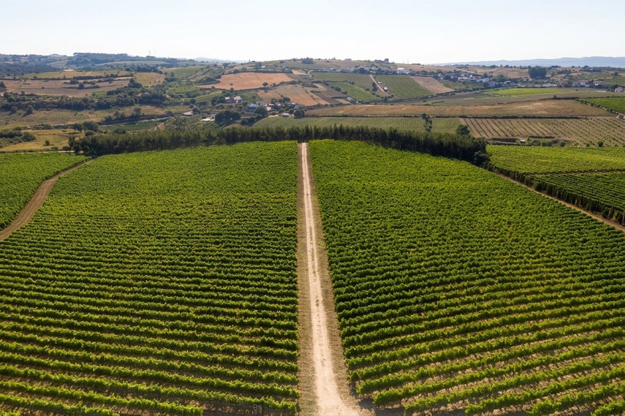 Garrocha Wines