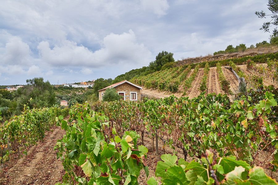 ManzWine