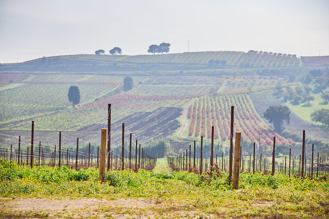 Quinta da Marmeleira