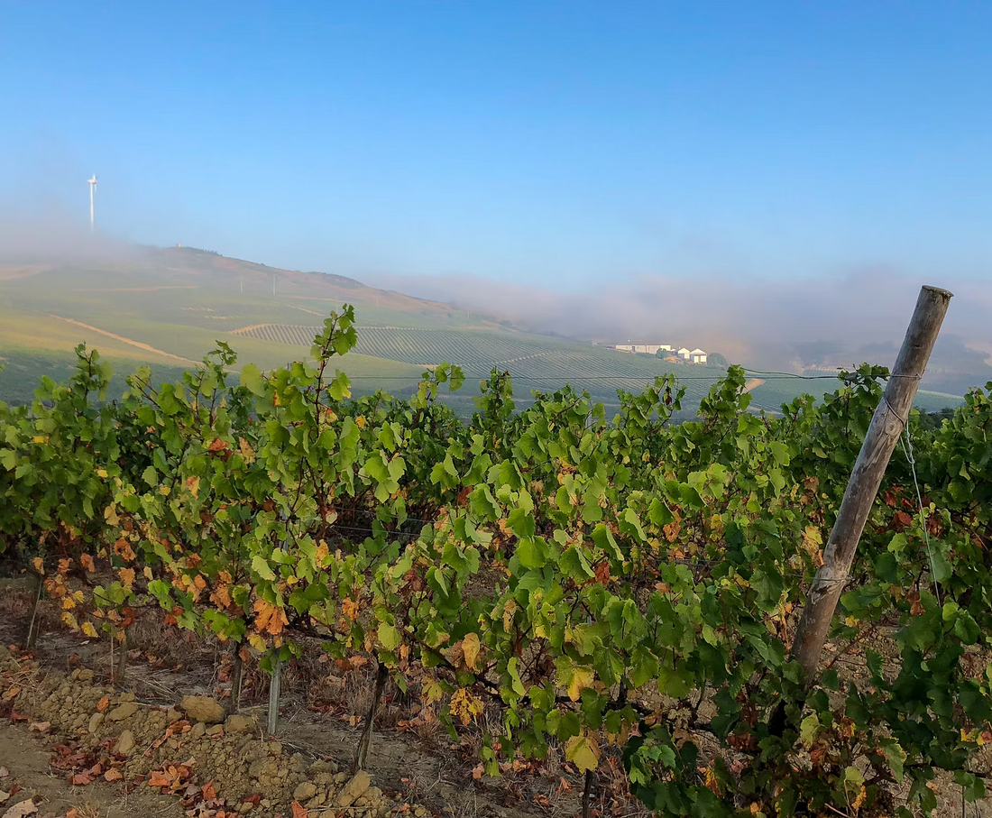 Quinta do Cerrado da Porta