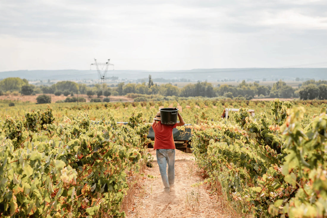 Enoport Wines