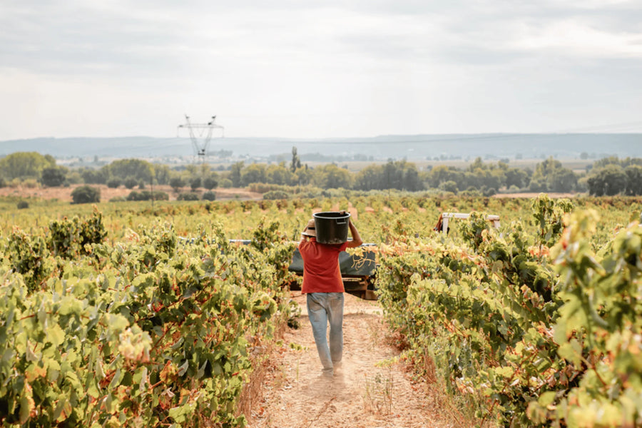 Enoport Wines