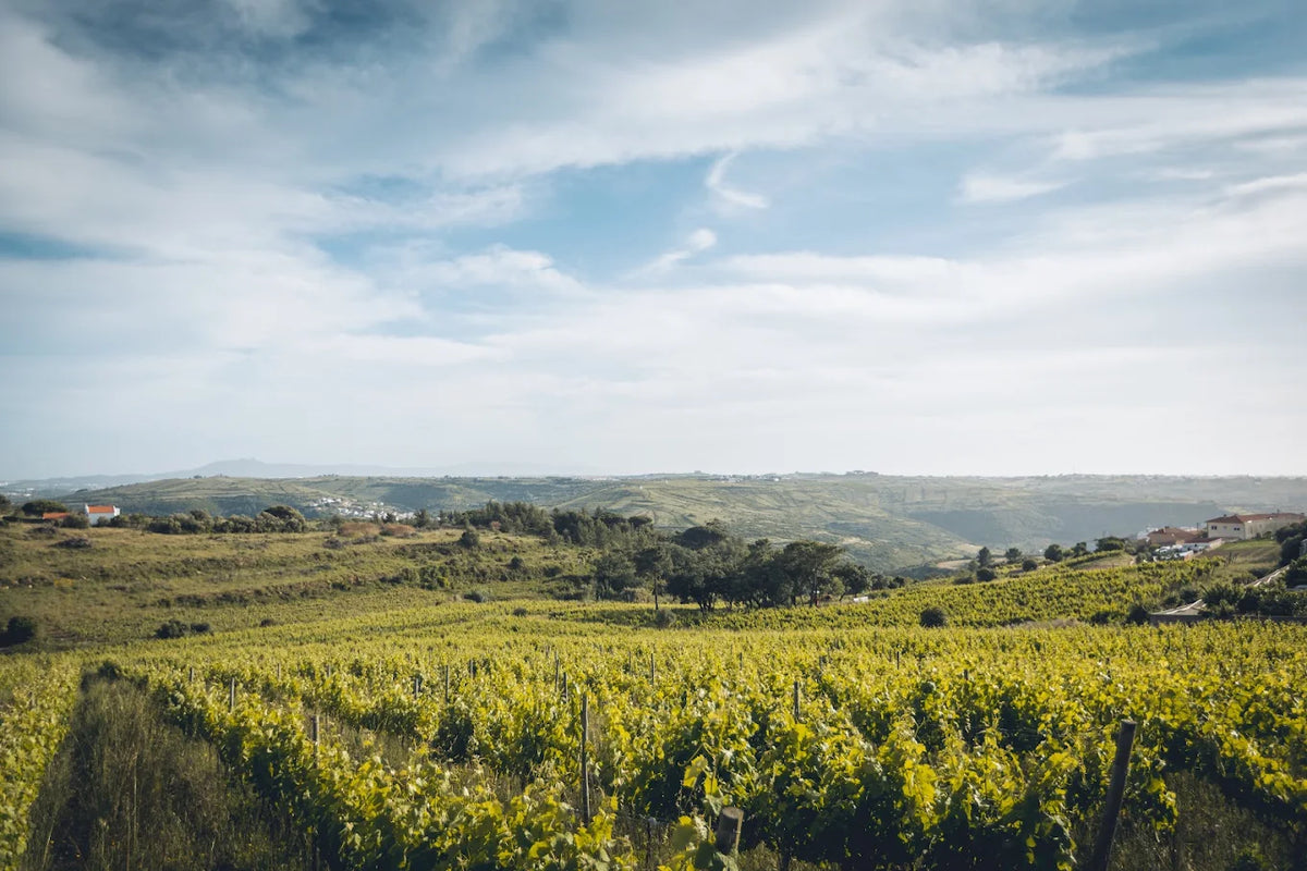 Ramilo Wines