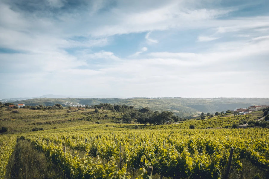 Ramilo Wines
