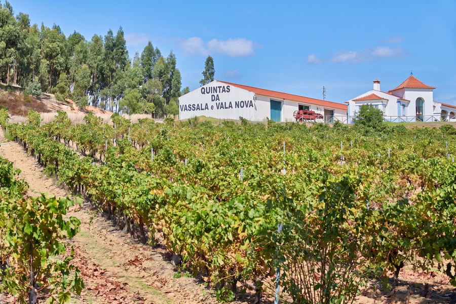 Vassala Wines