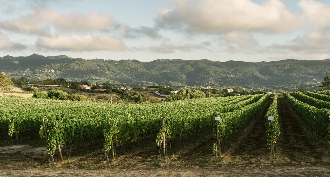 Quinta de San Michel