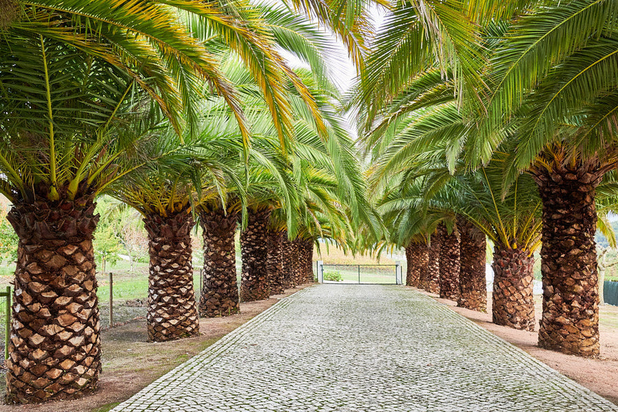 Quinta do Rol