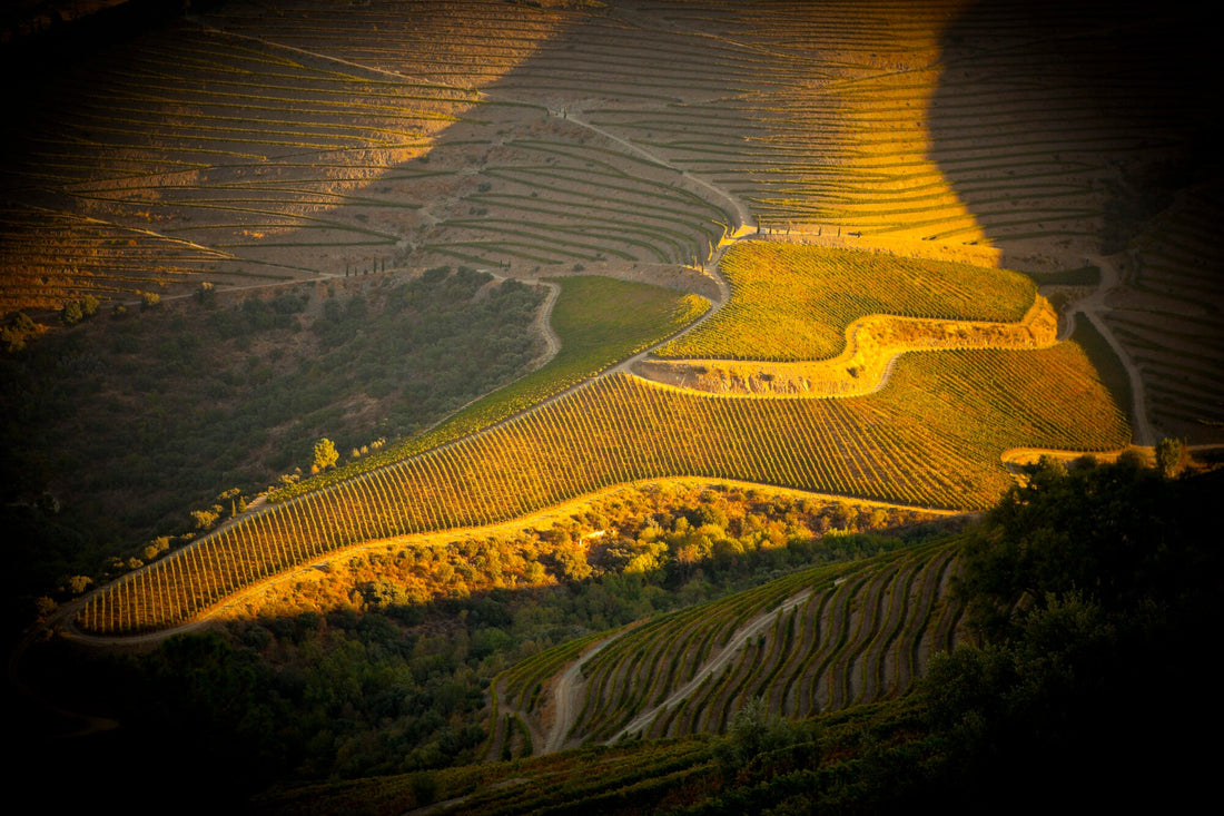 Casca Wines