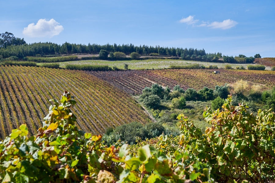 DFJ Vinhos