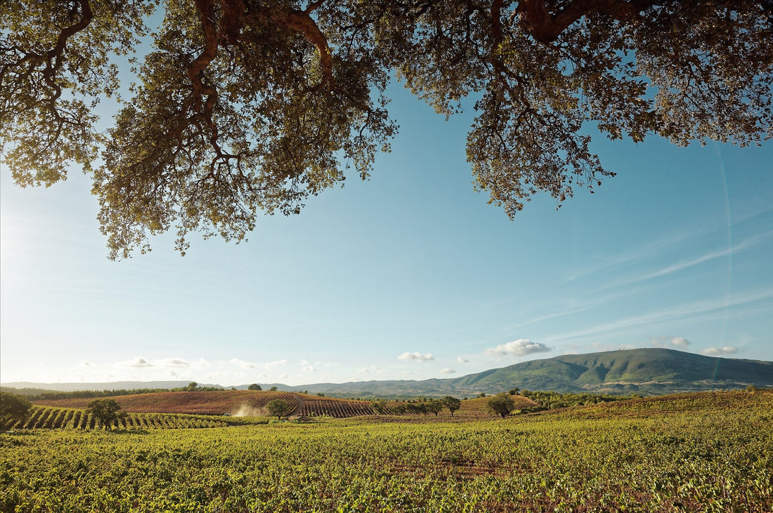 Adega Moor