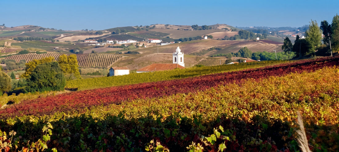 Bonifácio Wines